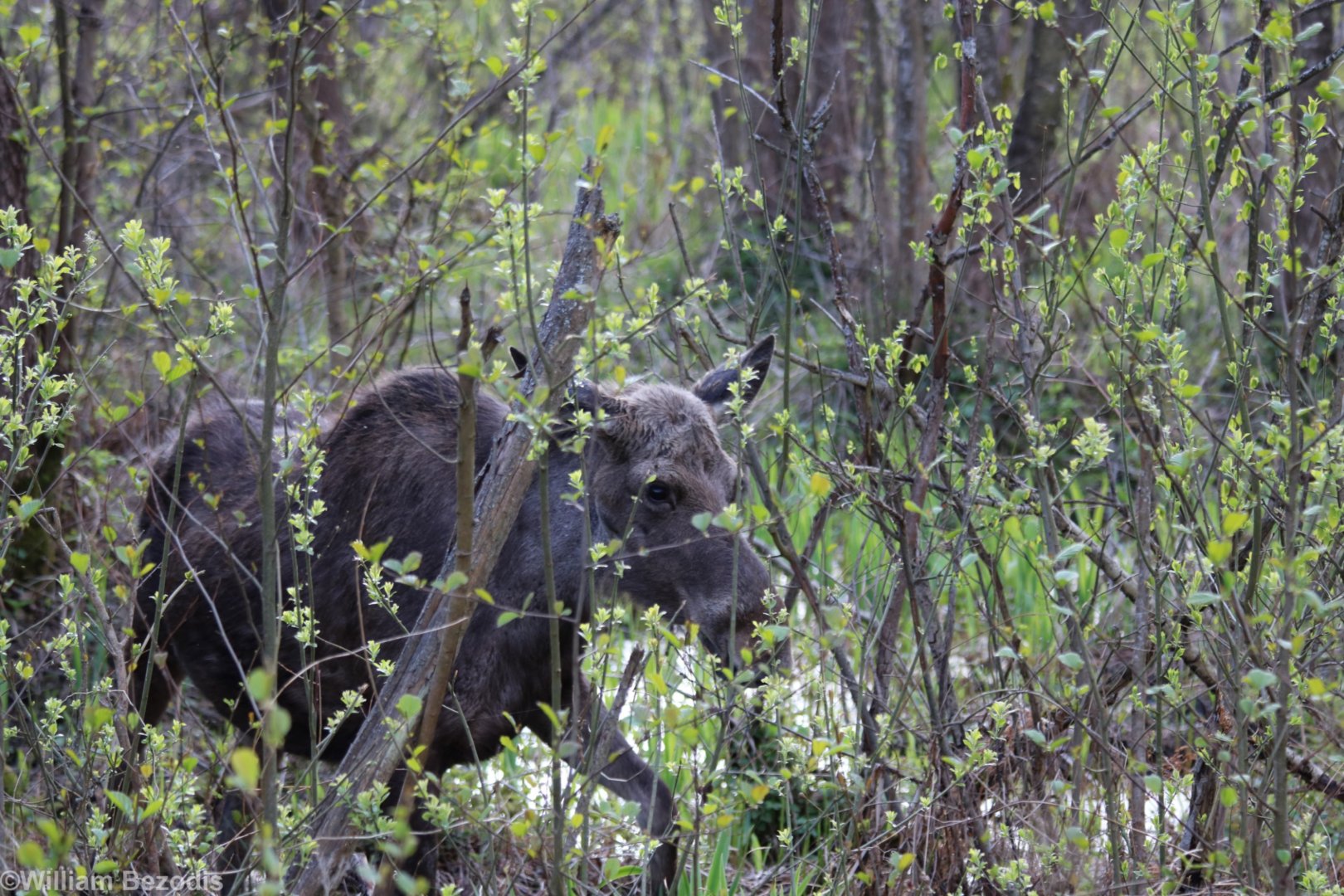 Elk (Moose) - Biebrza National Park