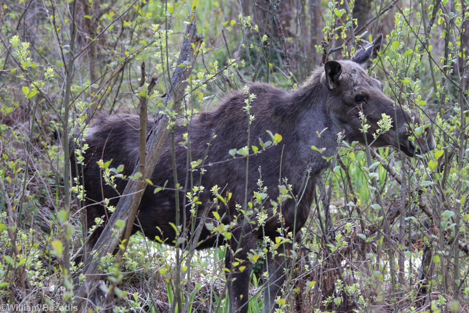 Elk (Moose) - Biebrza National Park