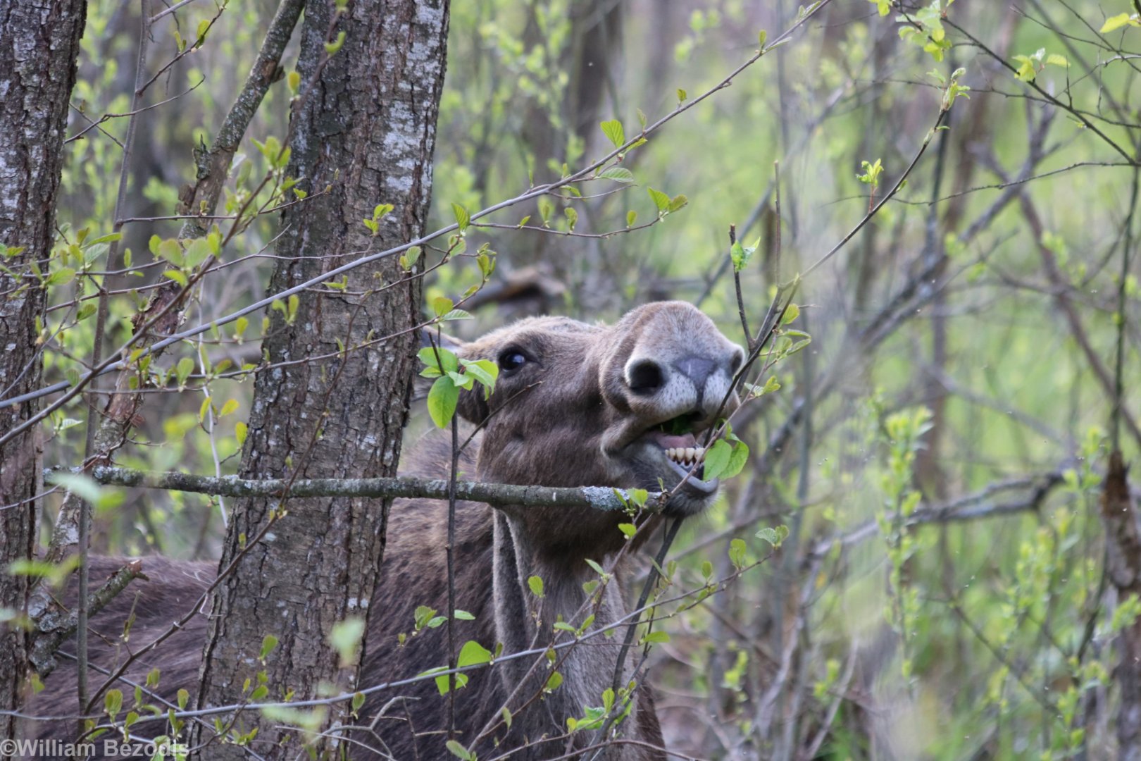 Elk (Moose) - Biebrza National Park