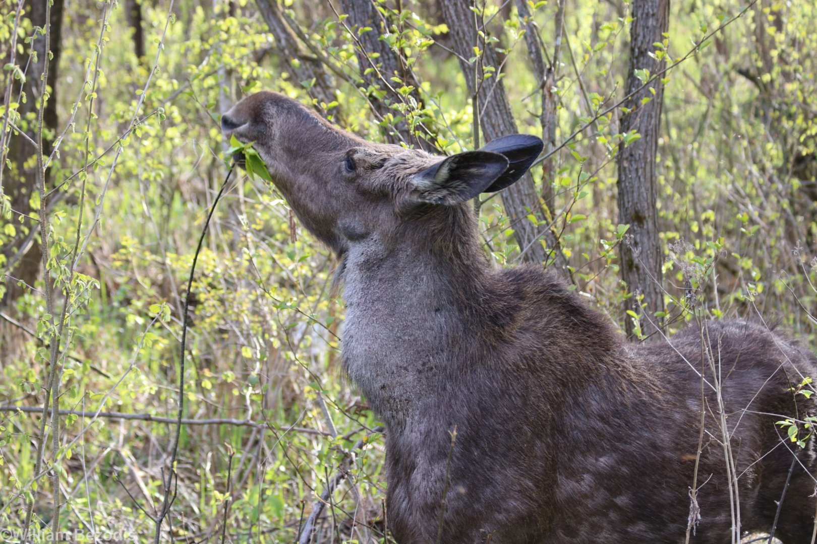 Elk (Moose) - Biebrza National Park