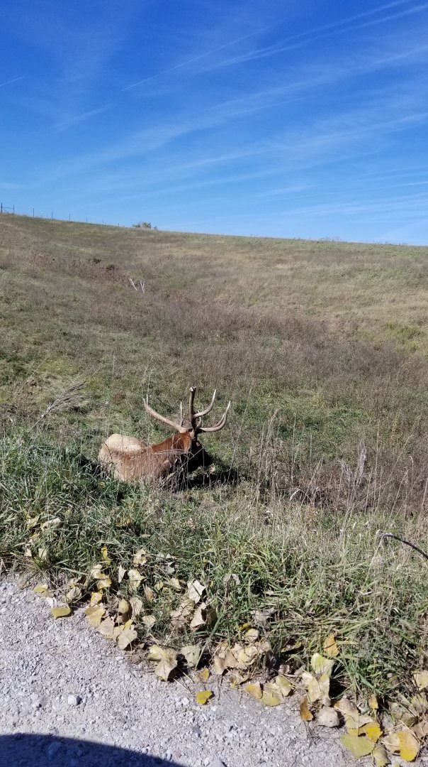 Elk next to road near entrance