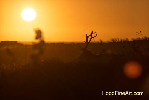 Elk on beach at sunset