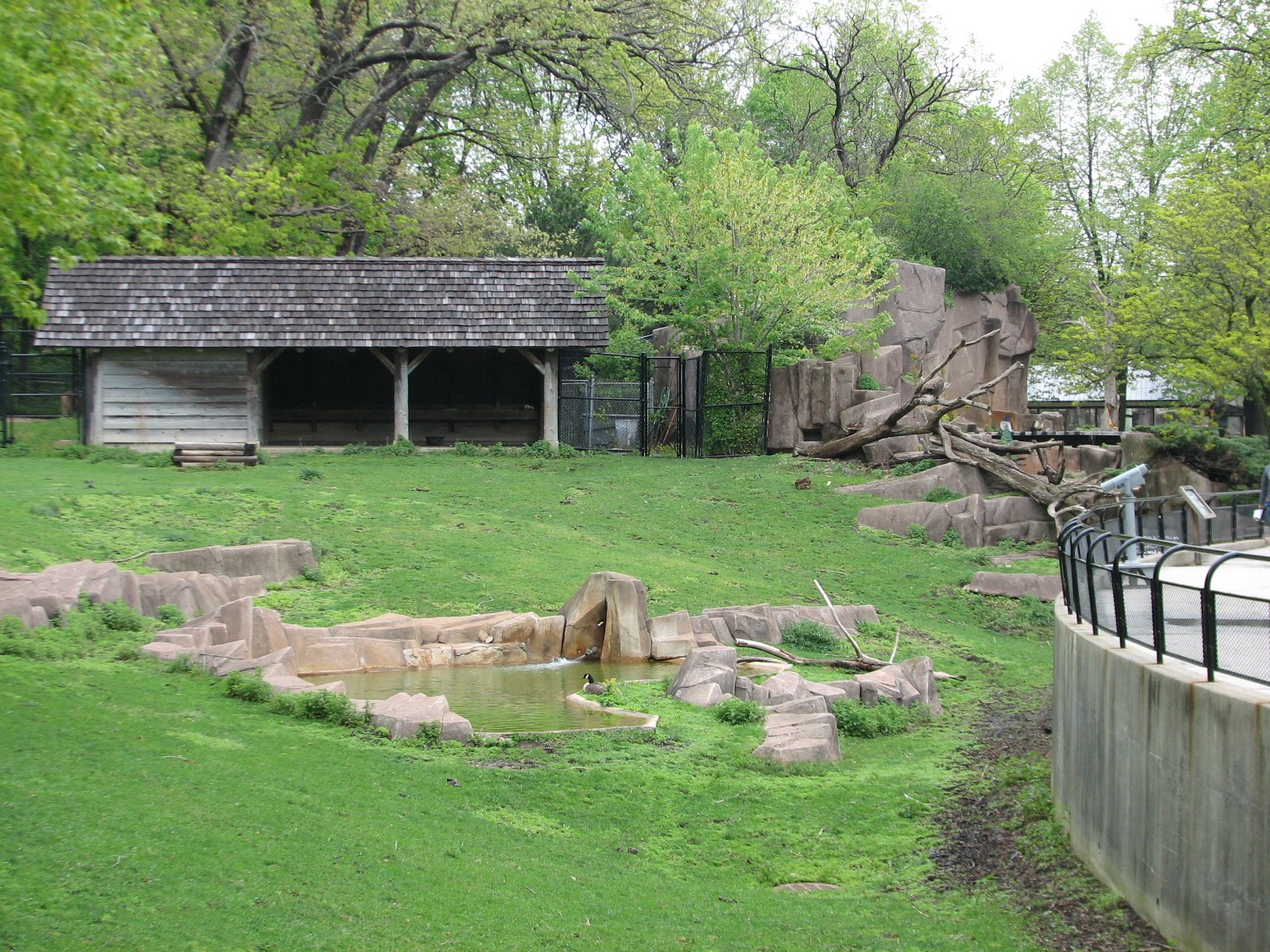 Elk or Red Deer Exhibit