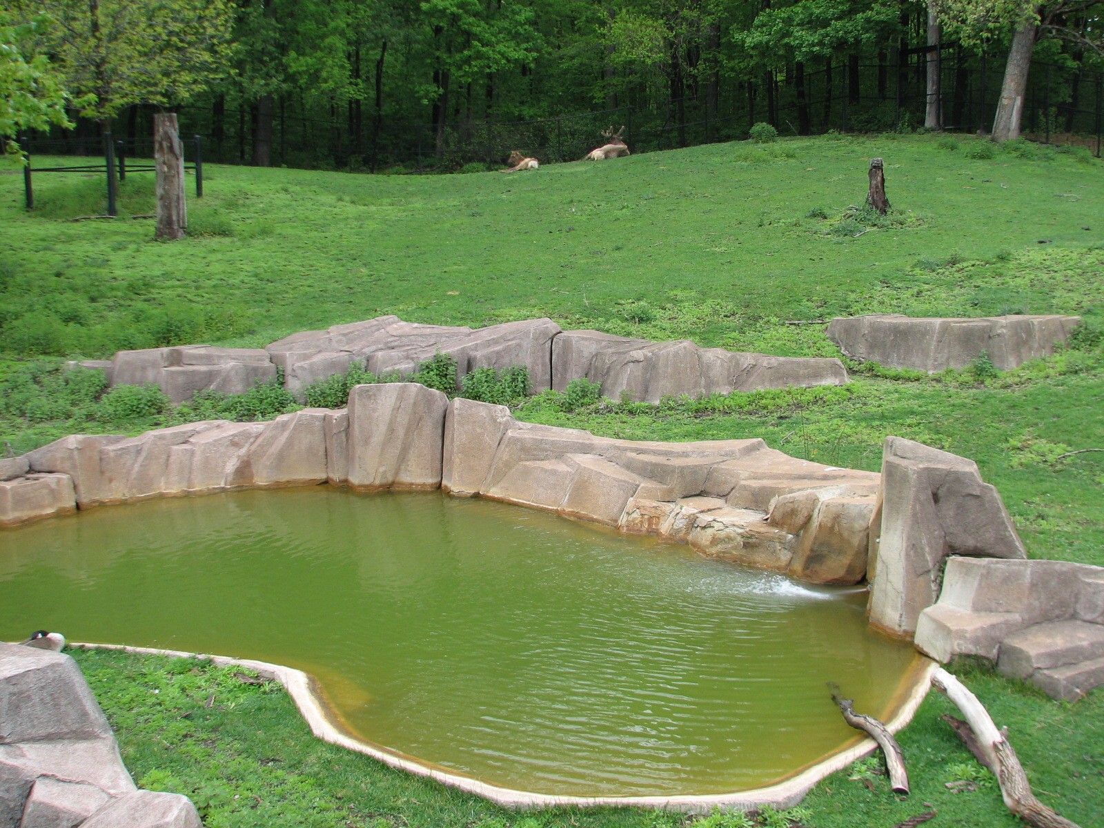 Elk or Red Deer Exhibit