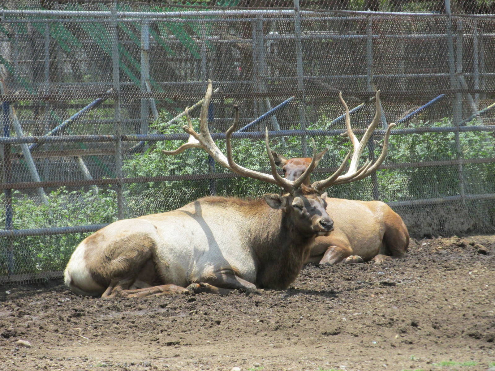 elk or wapiti san juan de aragon zoo
