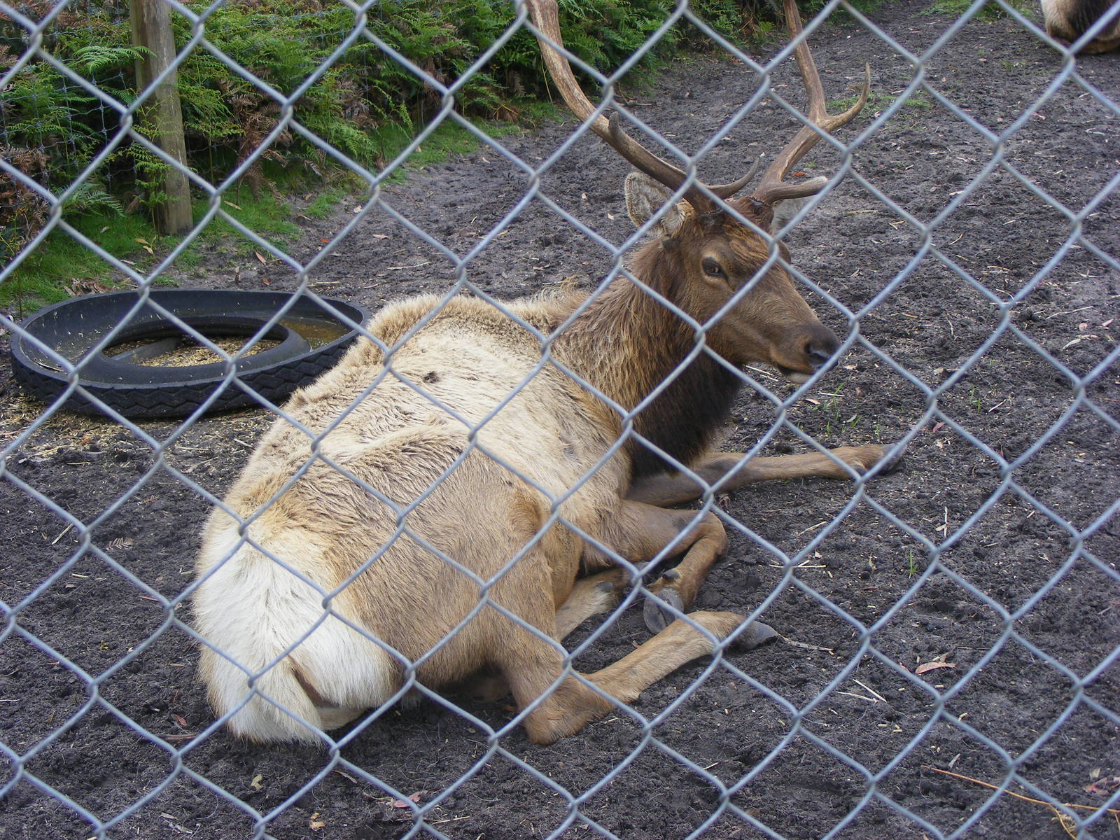 Elk - September, 2009