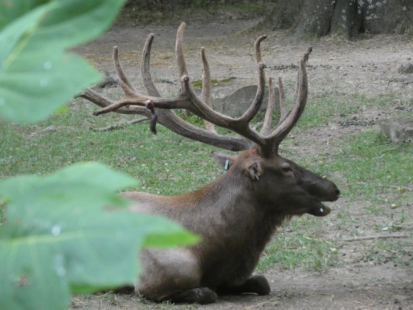 Elk, Teton Trek, Aug. 2020