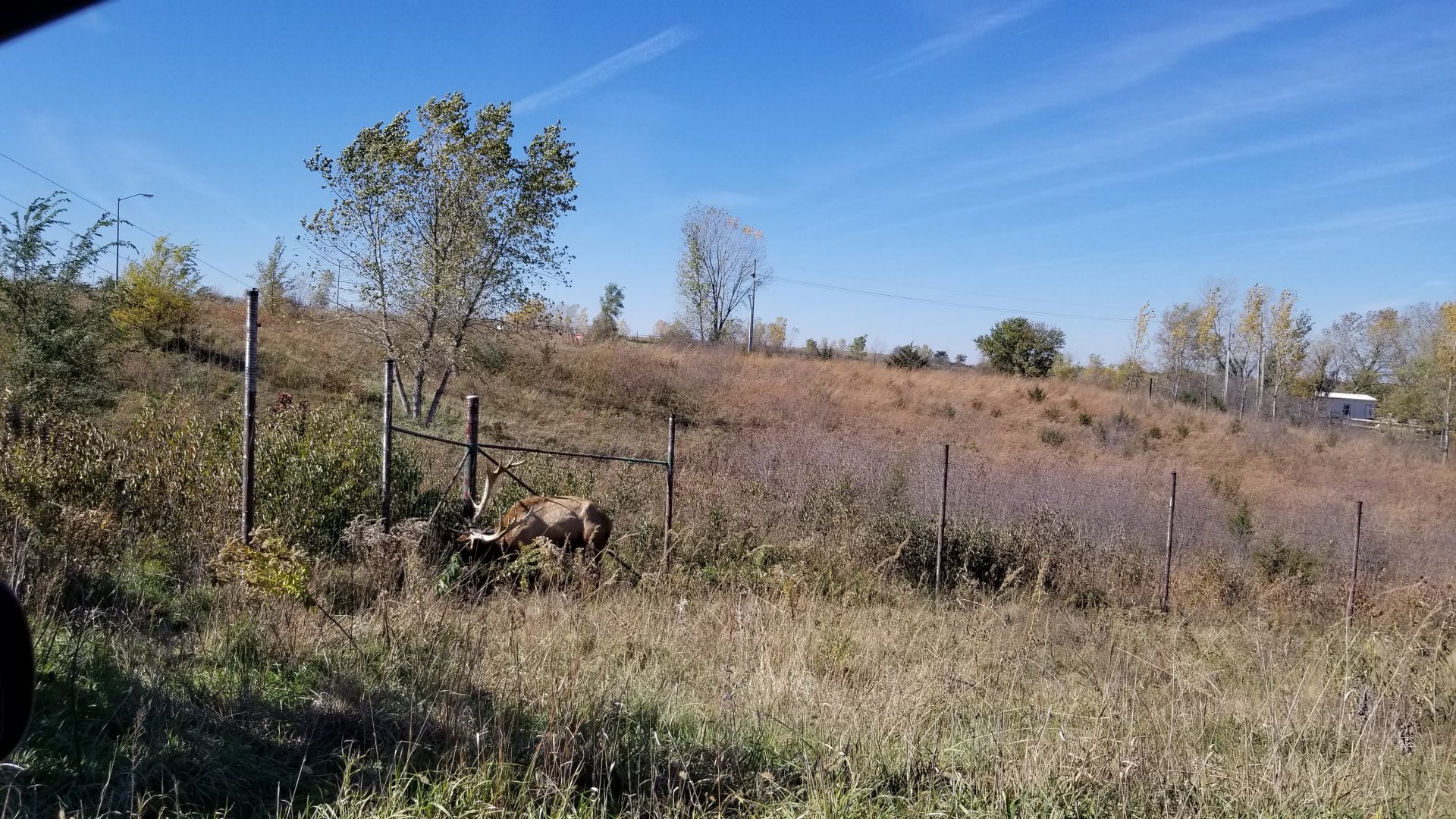 Elk, the grass is greener