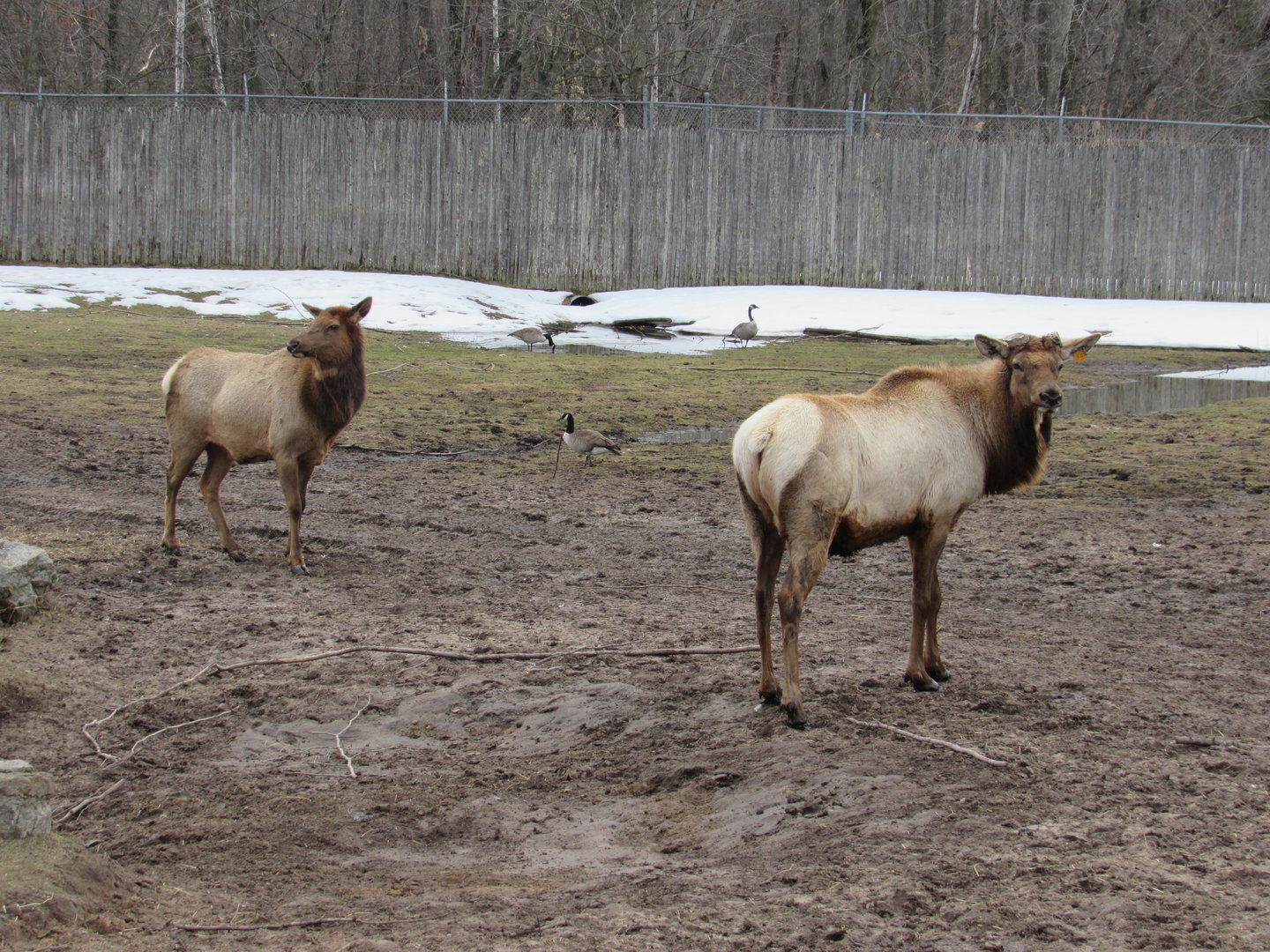 Elk, Todd (right), and Hummus (left) - 4/8/23