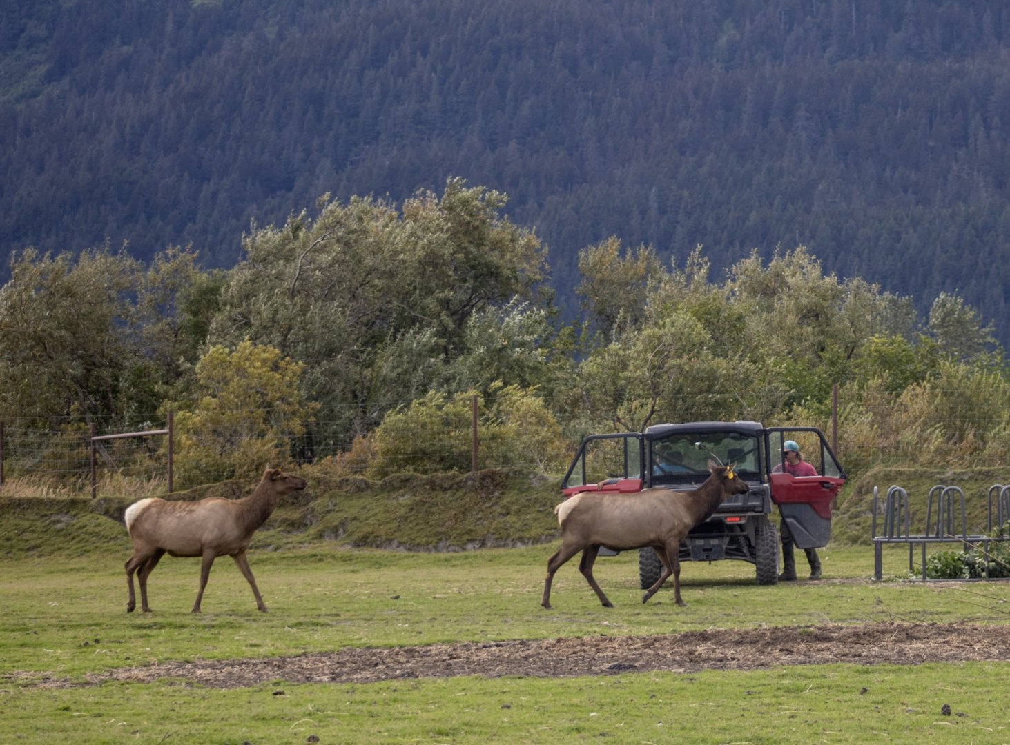 Elk with keepers