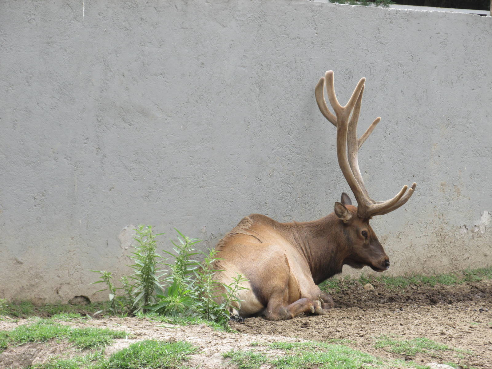elk zoologico del altiplano
