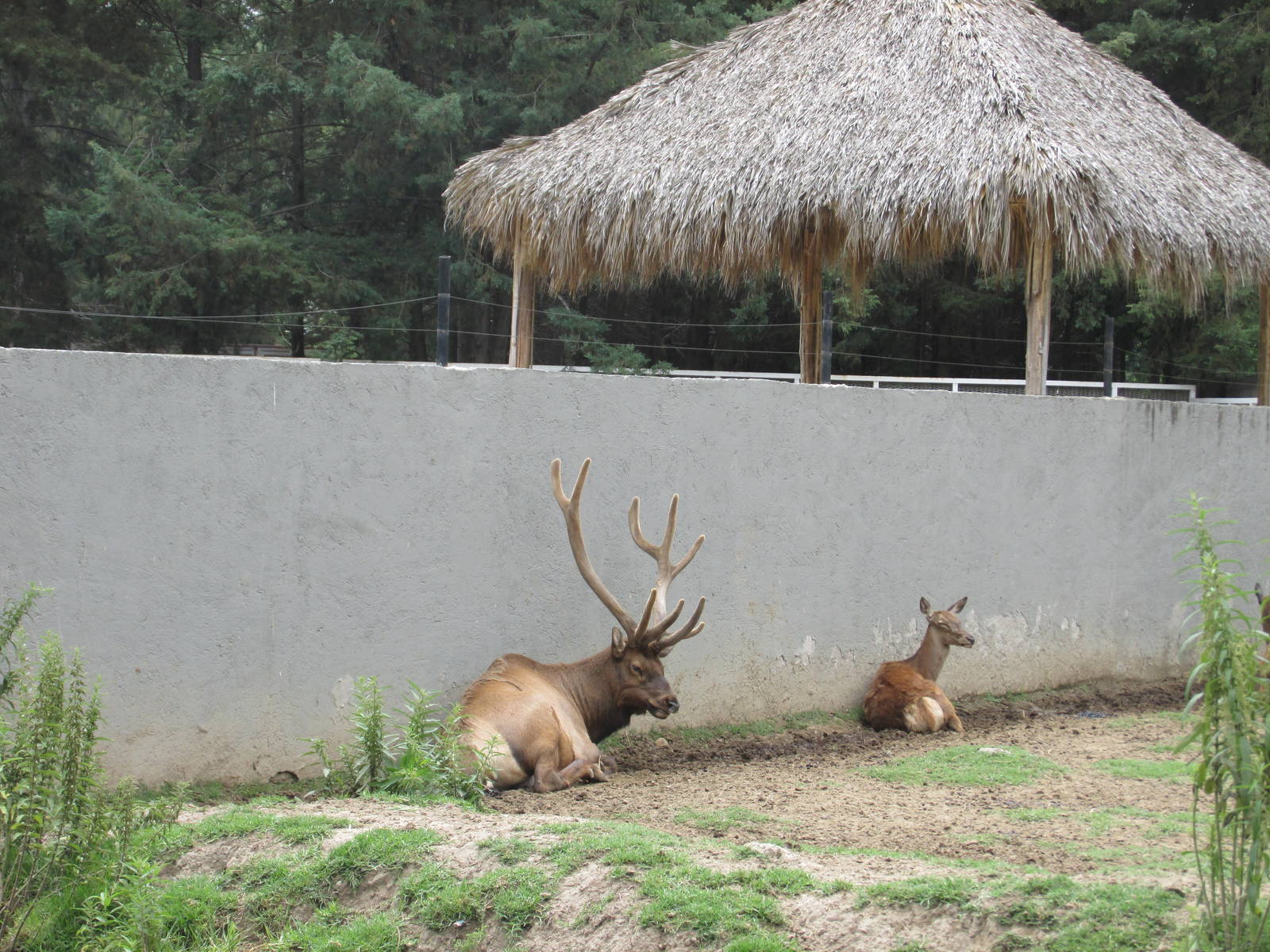 elk zoologico del altiplano
