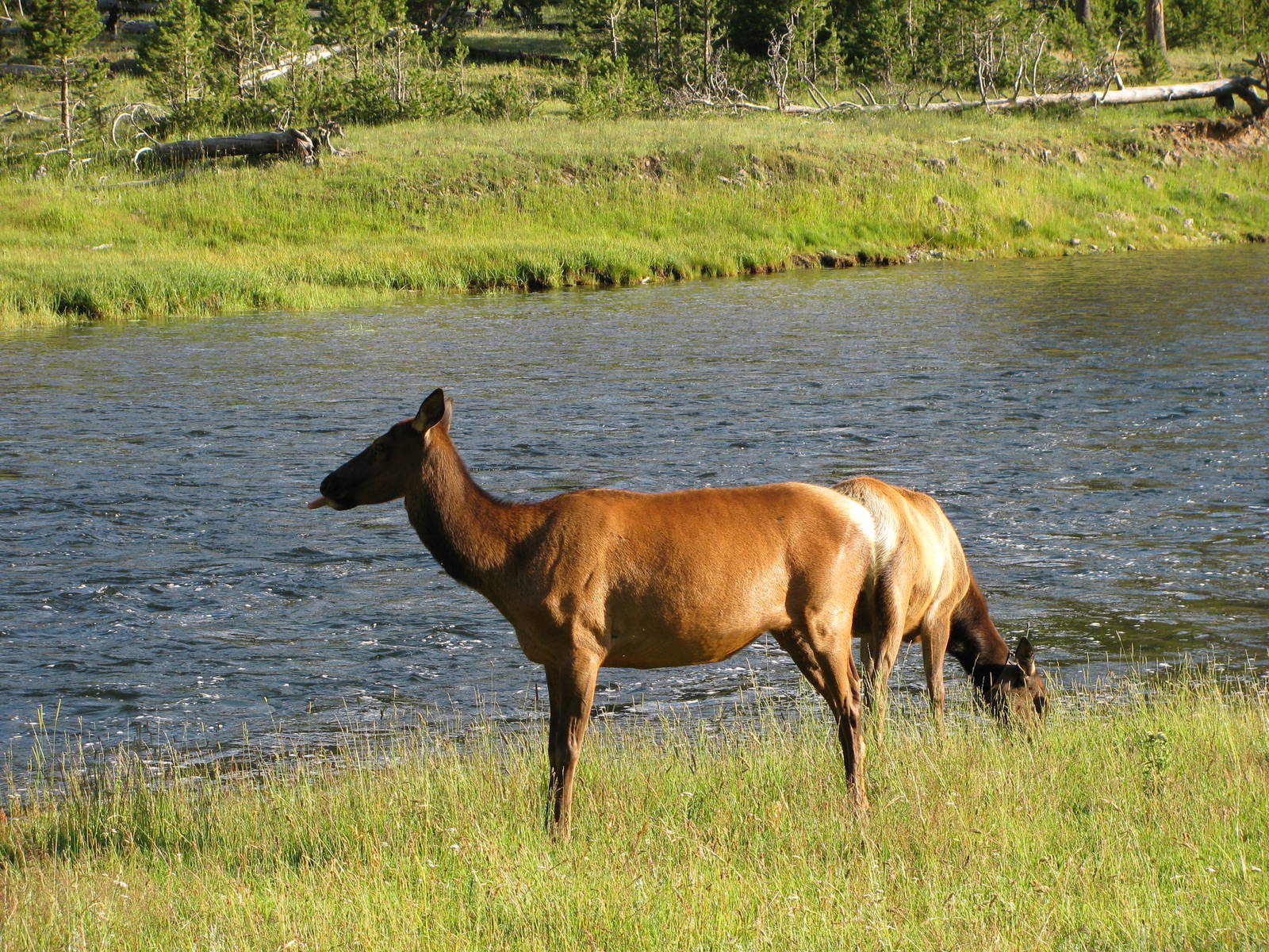 Elk