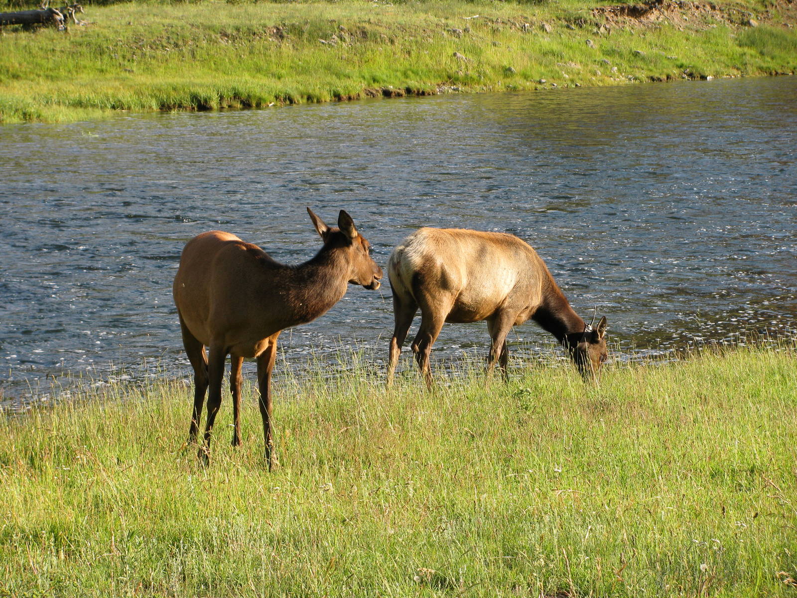 Elk