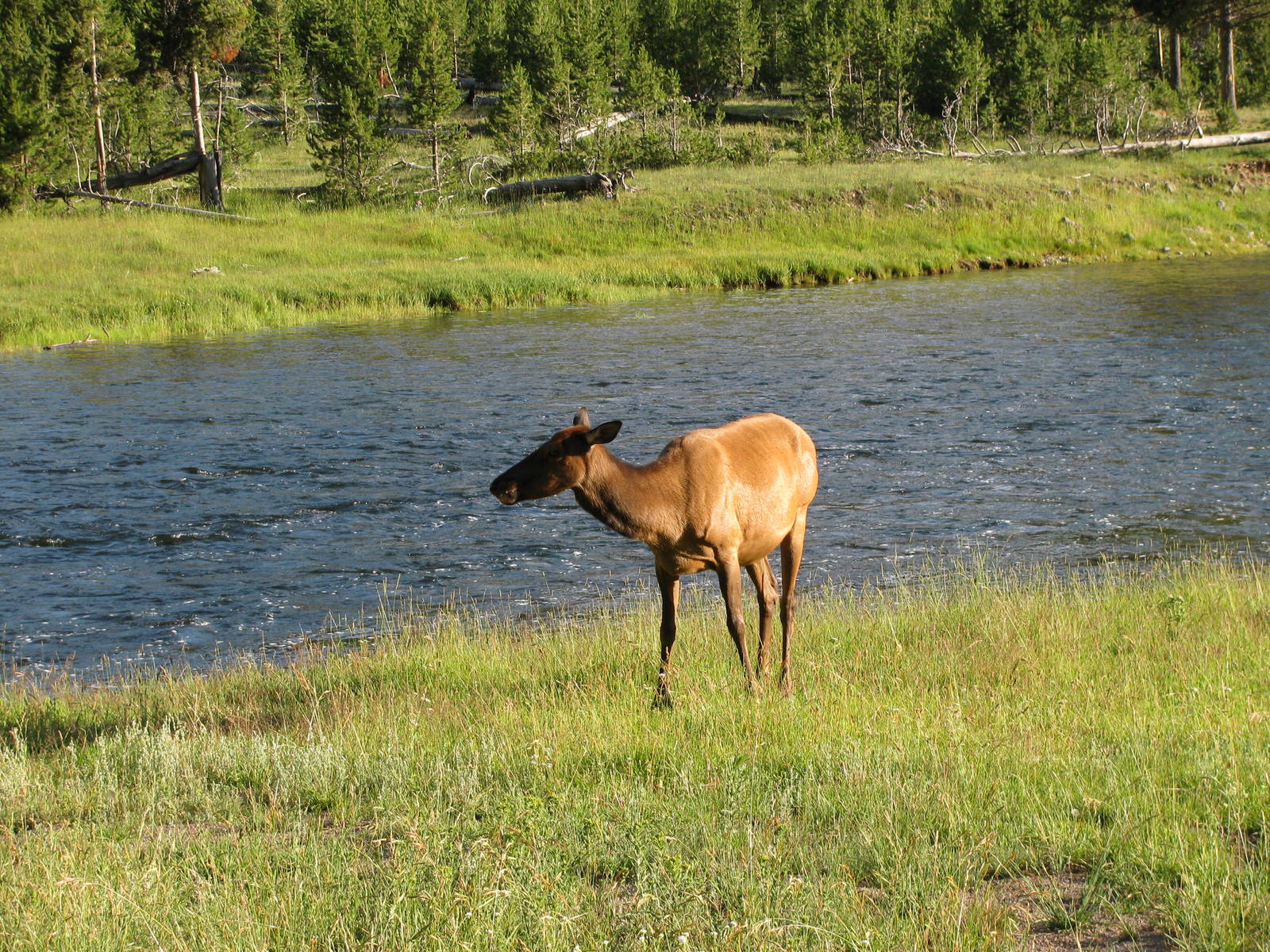 Elk