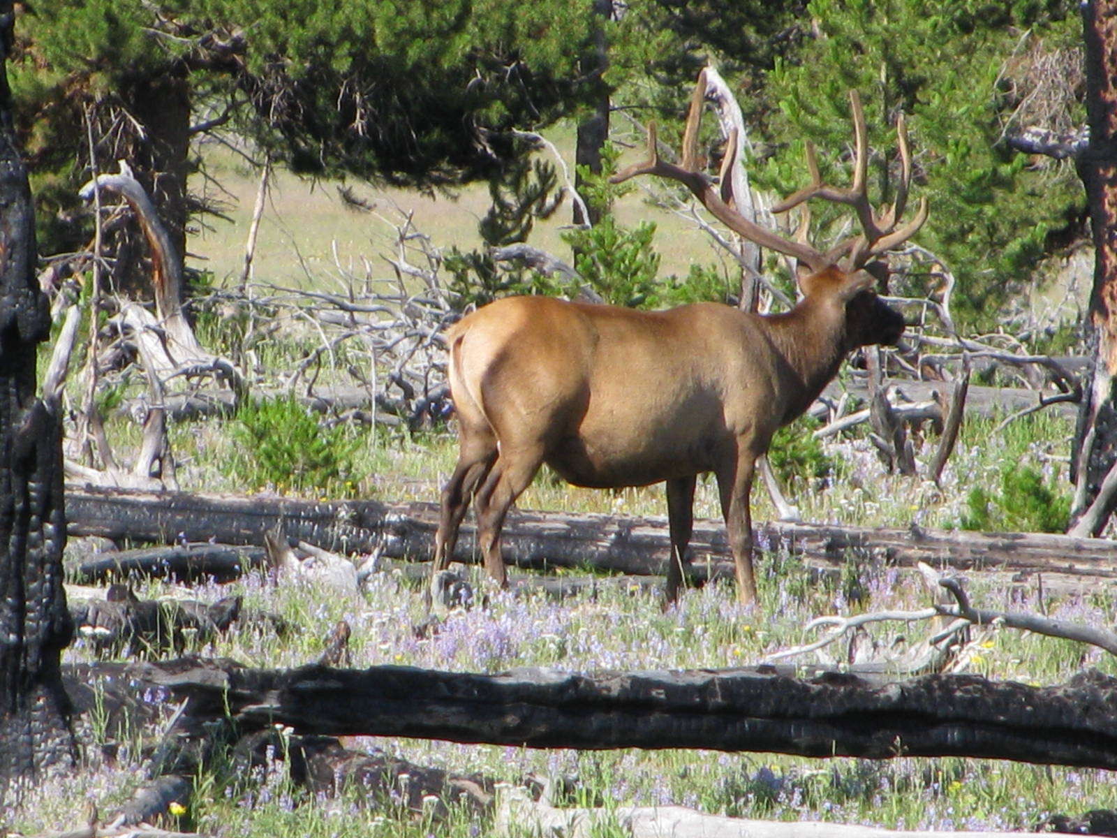 Elk