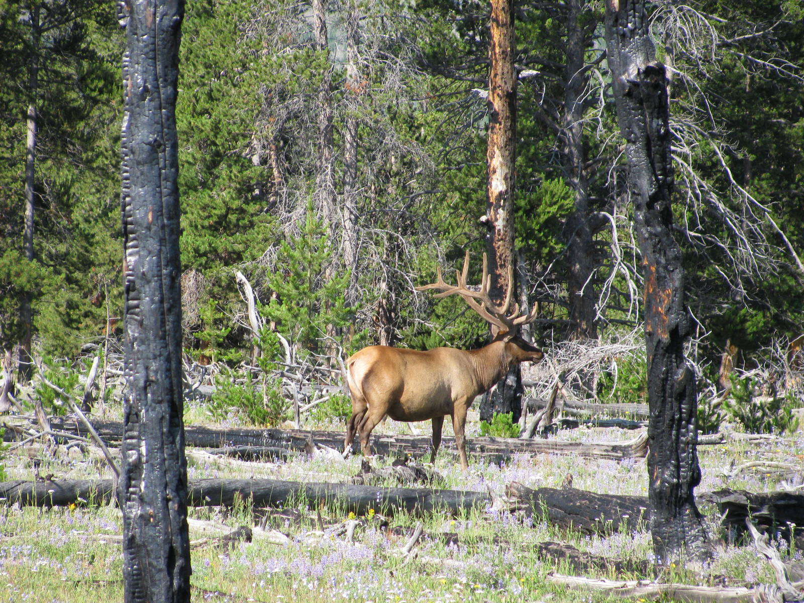 Elk