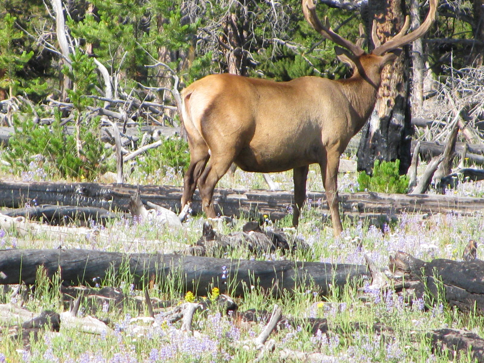 Elk