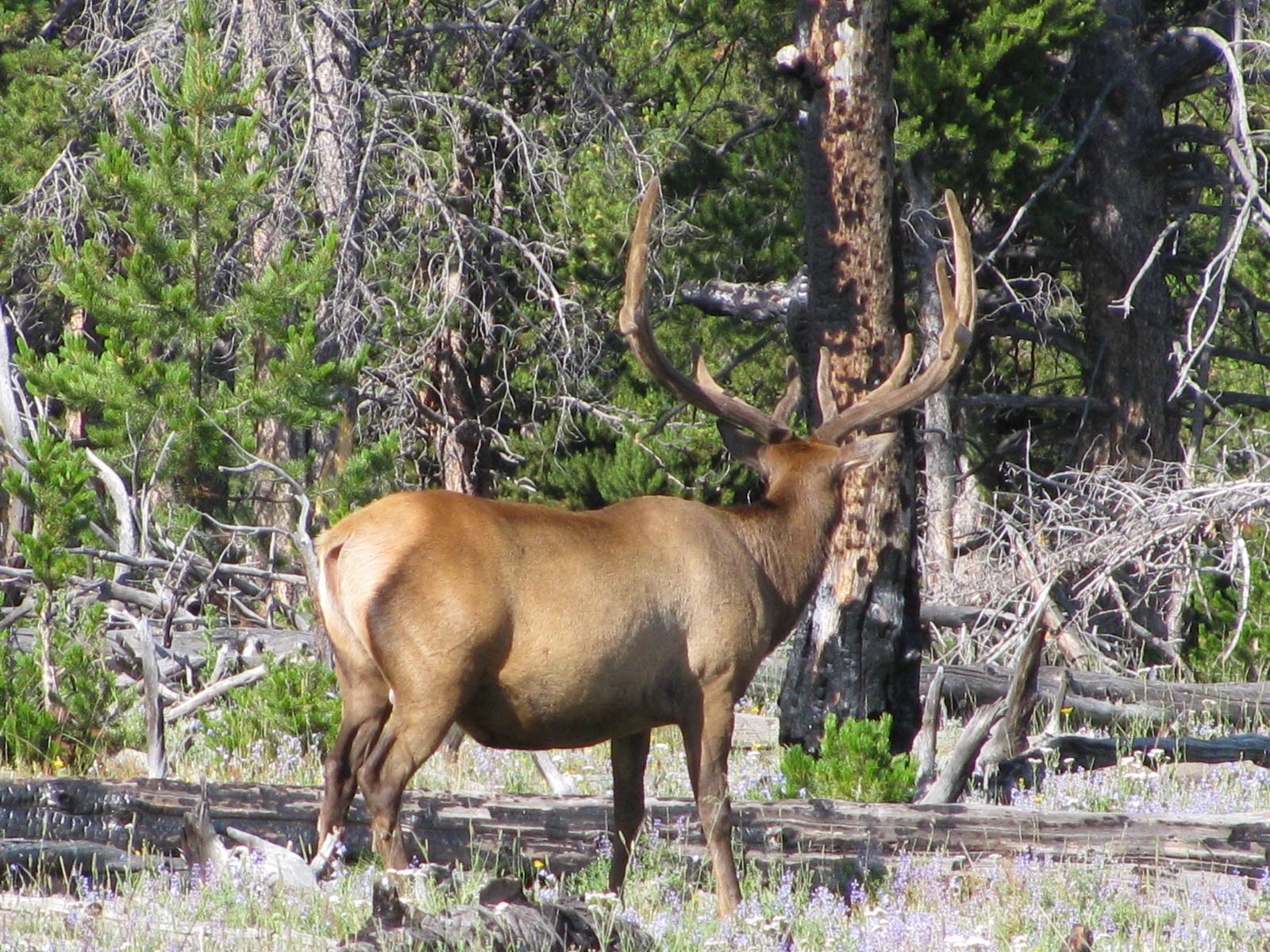 Elk