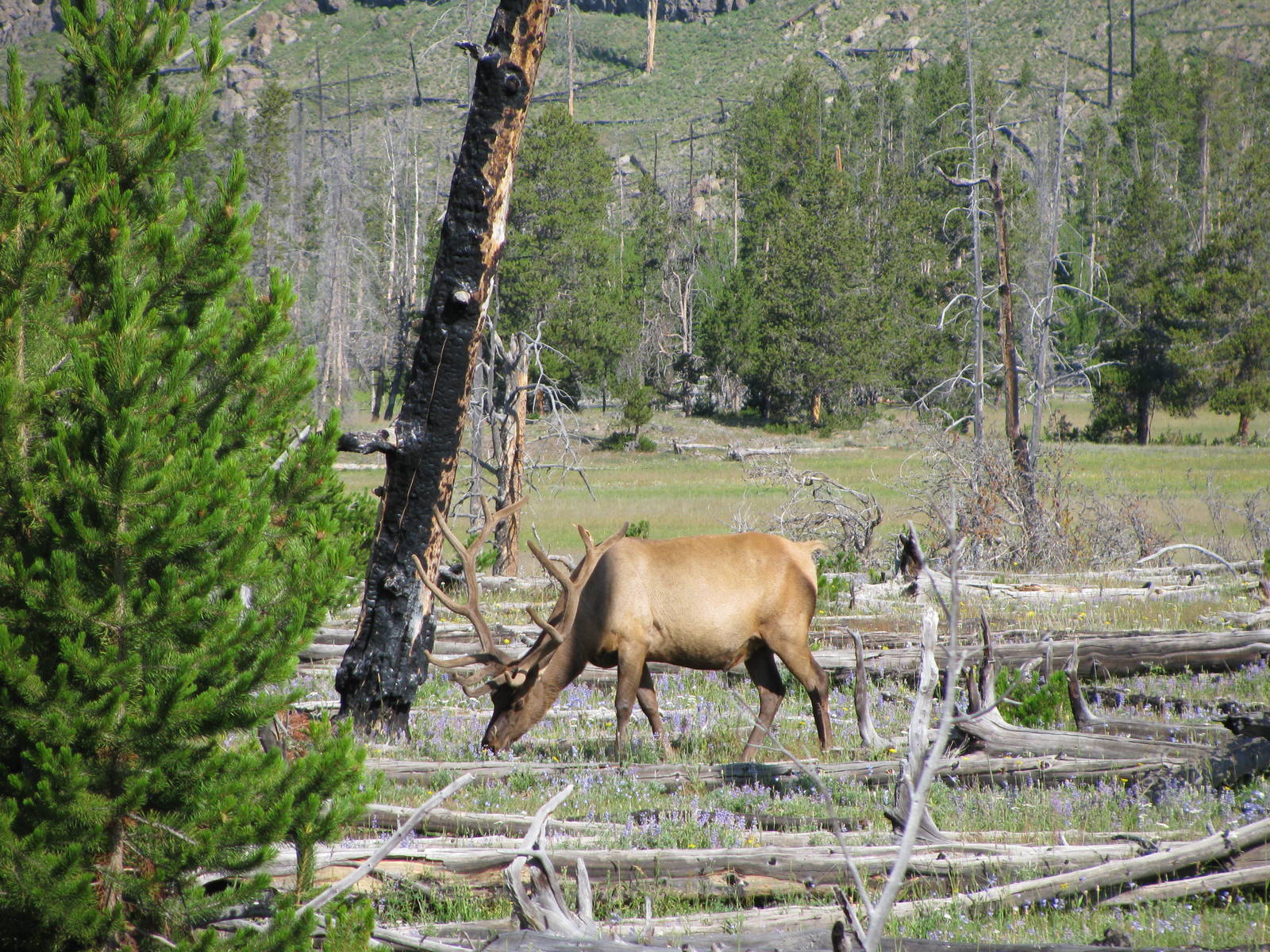 Elk