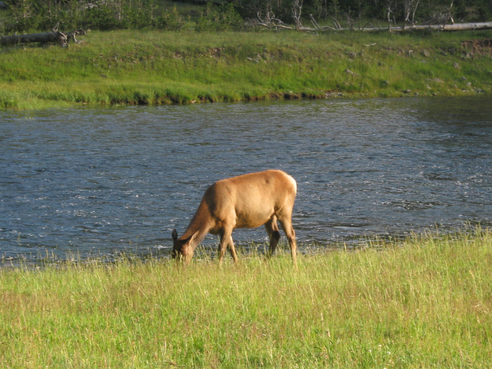 Elk