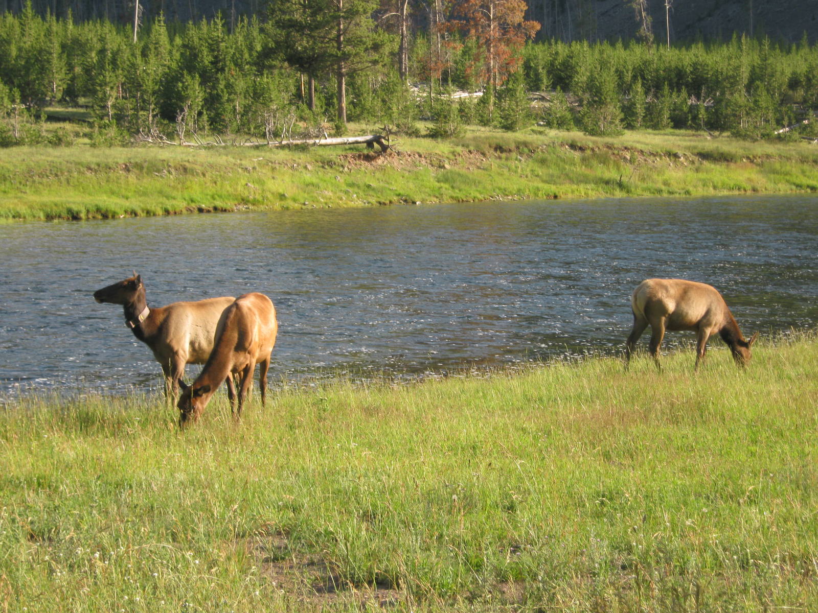 Elk