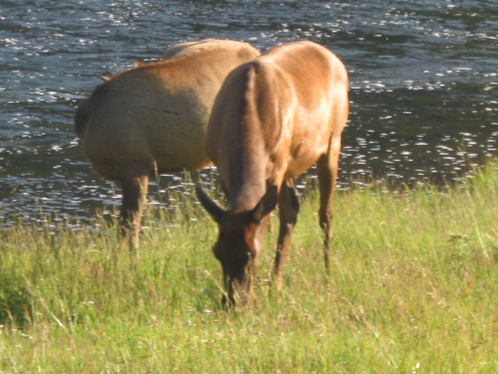 Elk