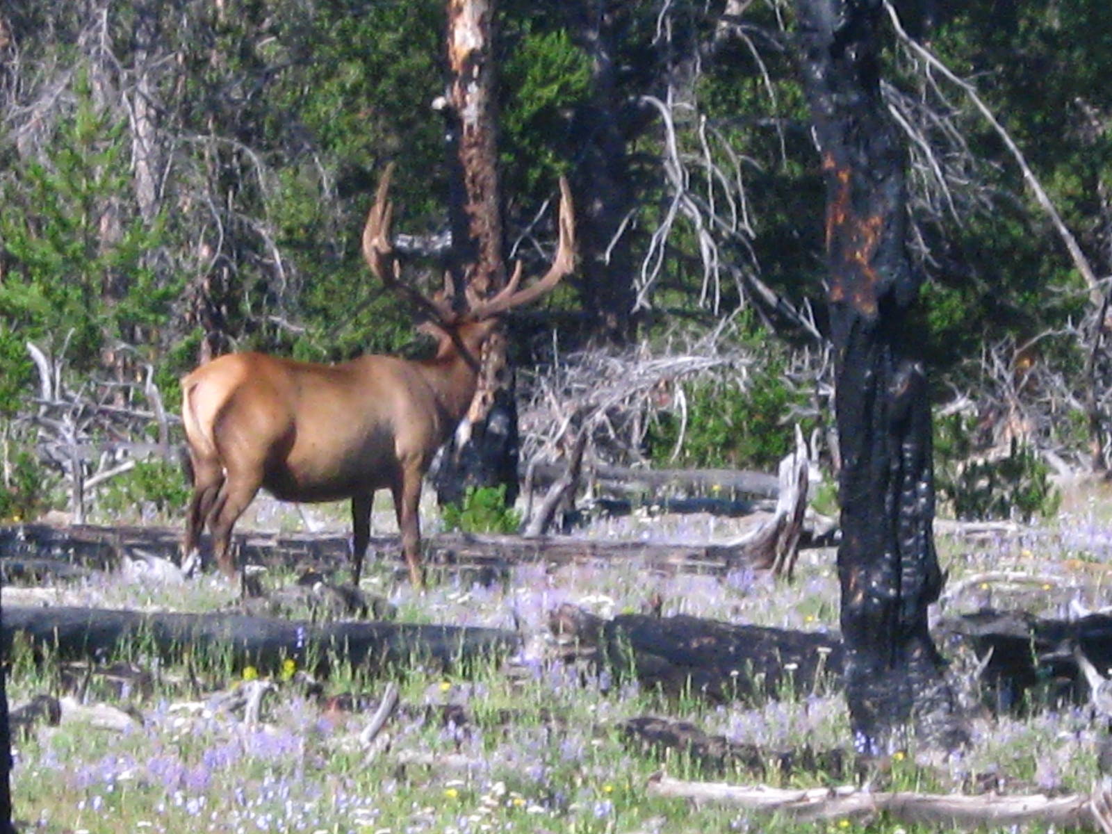 Elk