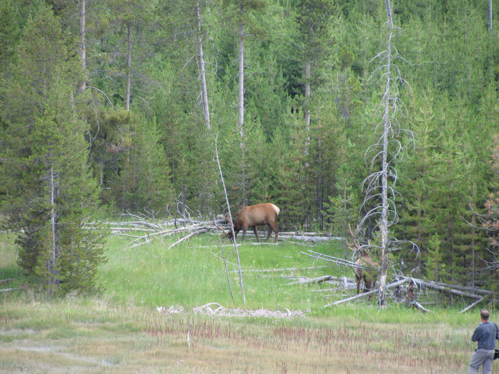 Elk