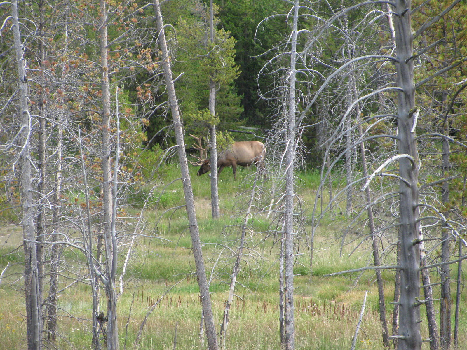 Elk