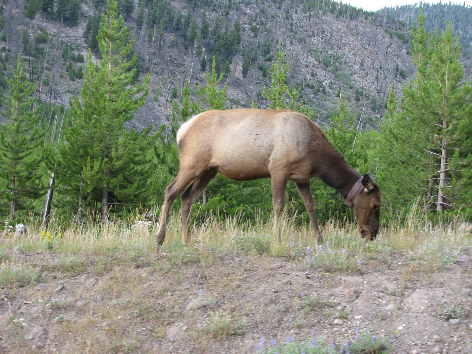 Elk