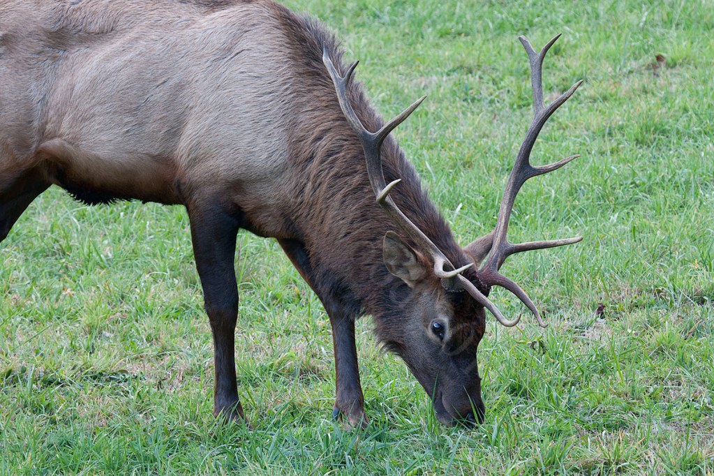 Elk