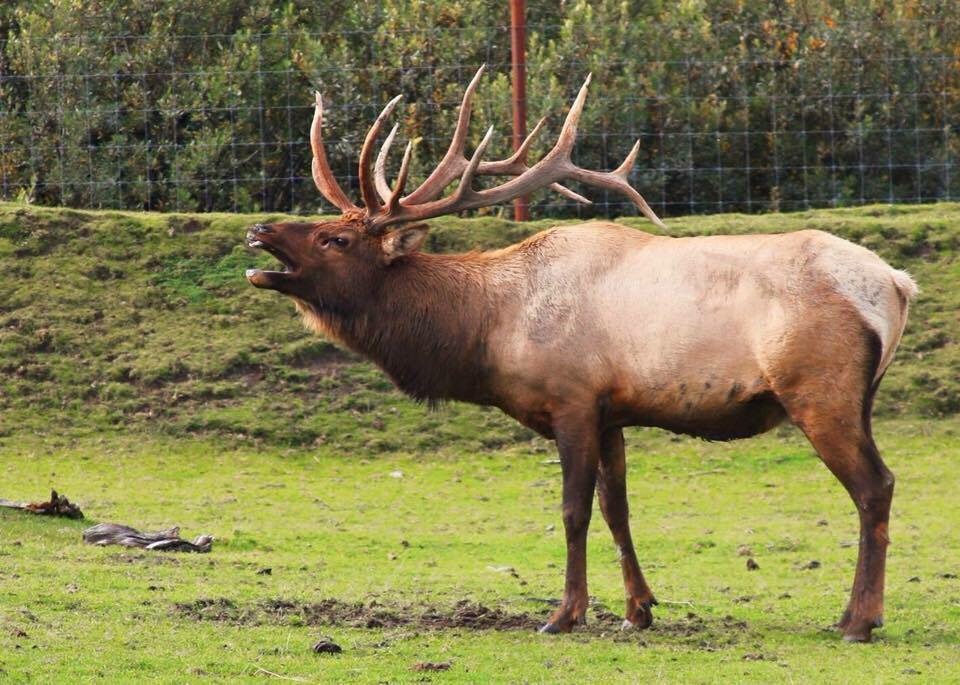 Elk