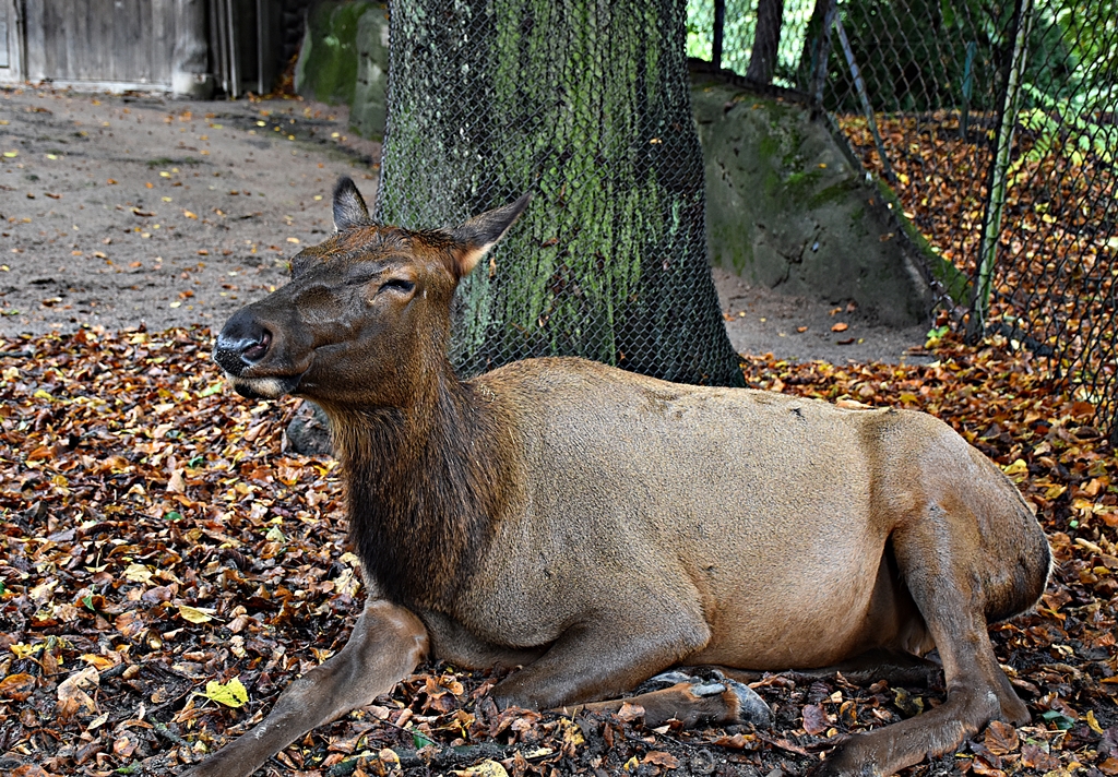 Elk