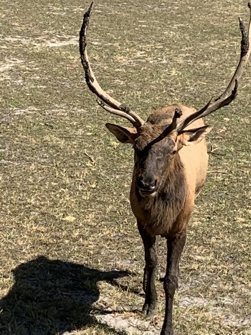 Elk