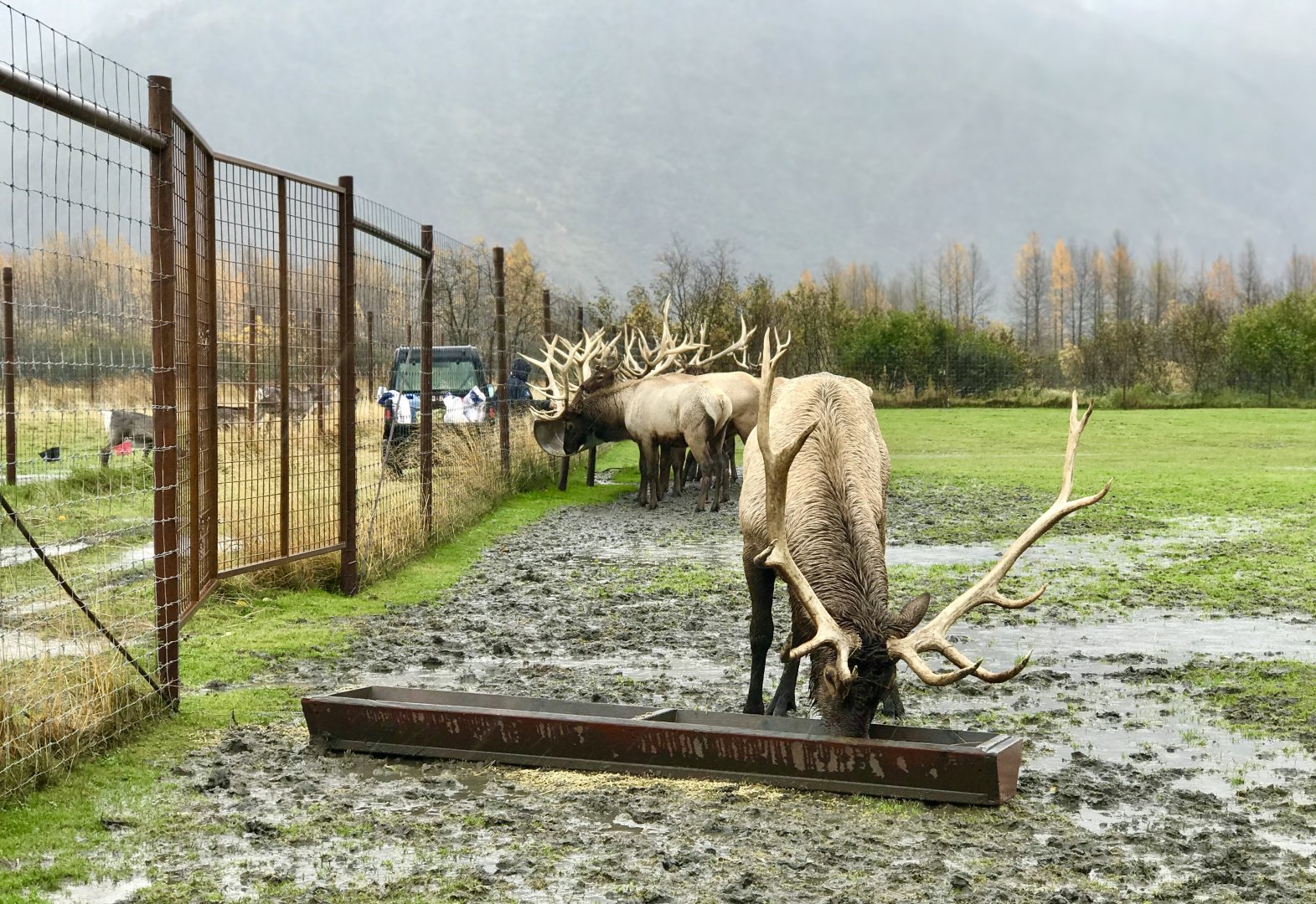 Elk