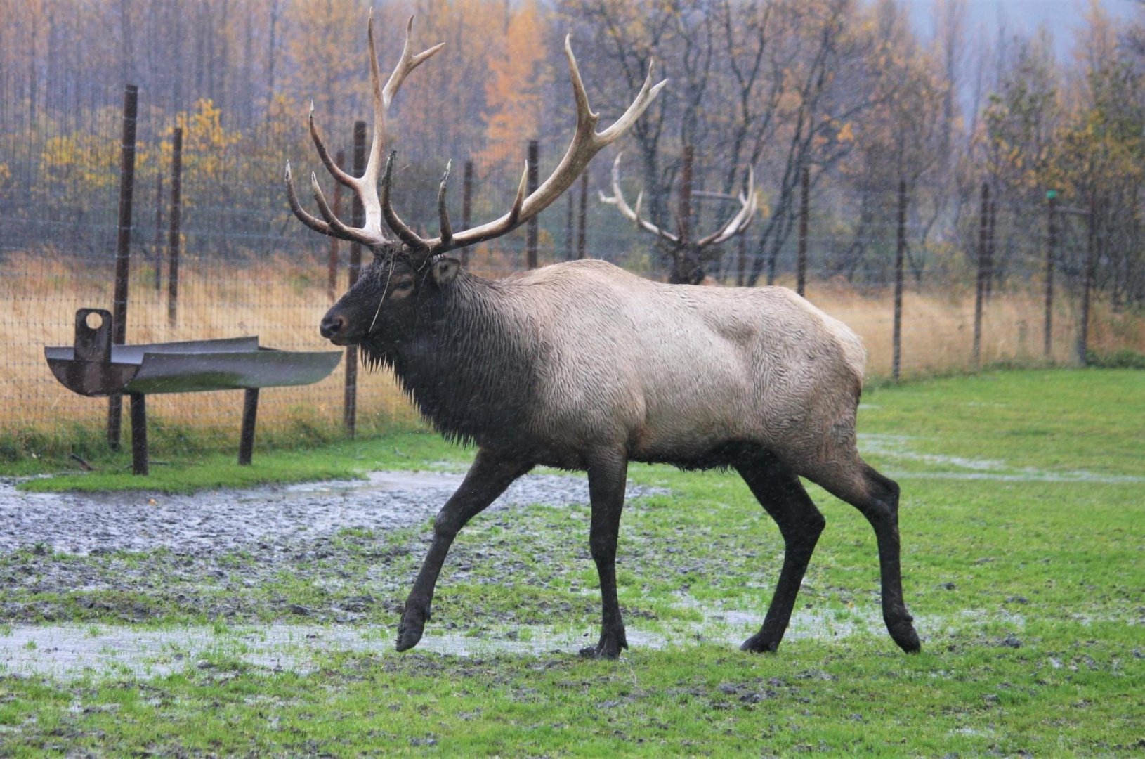 Elk.