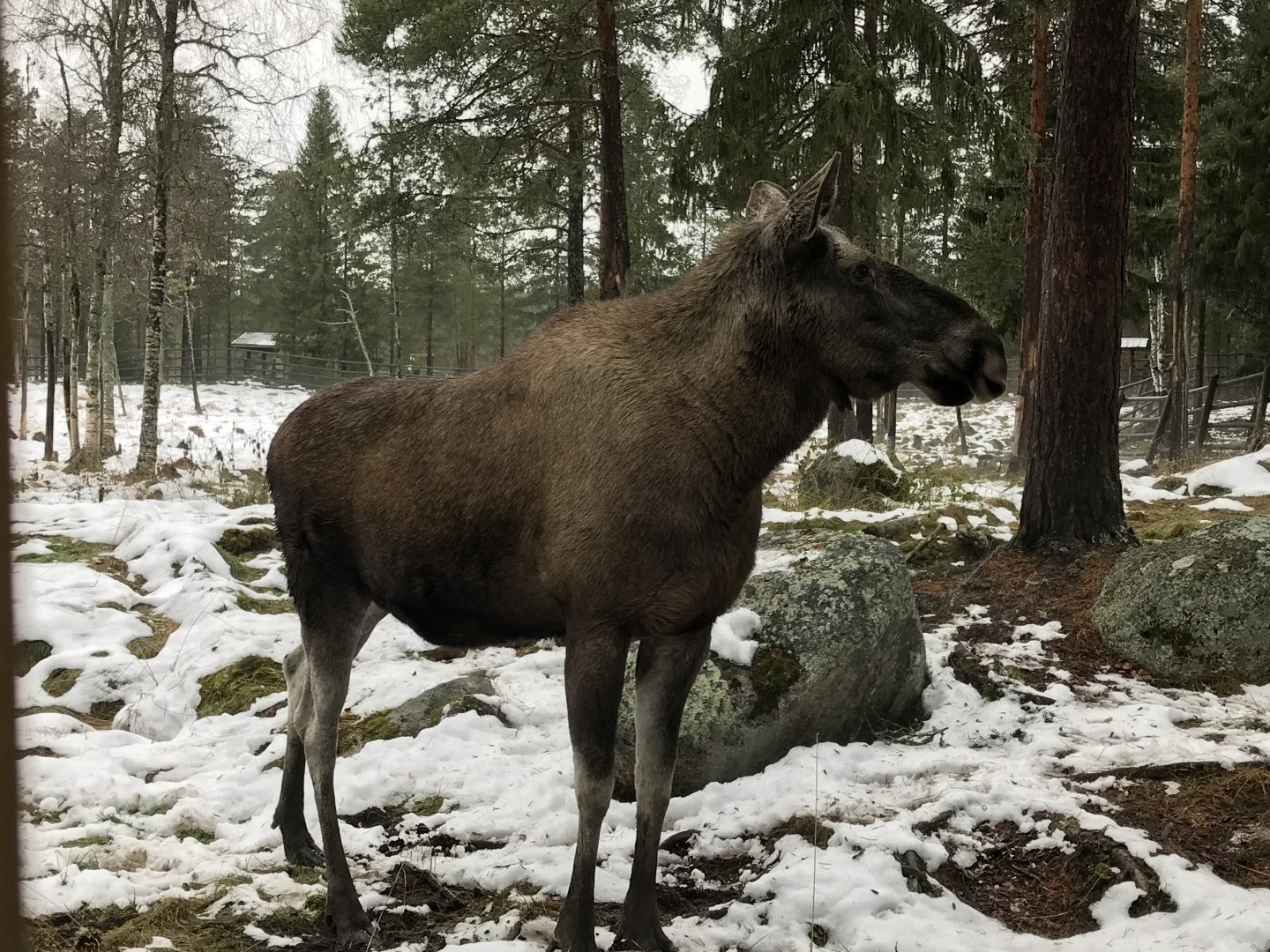 Elk