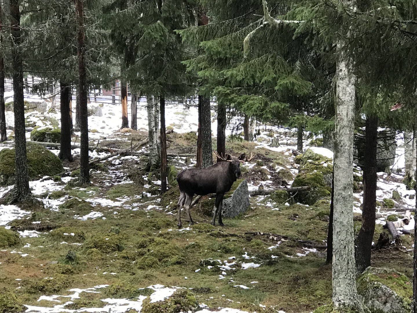 Elk