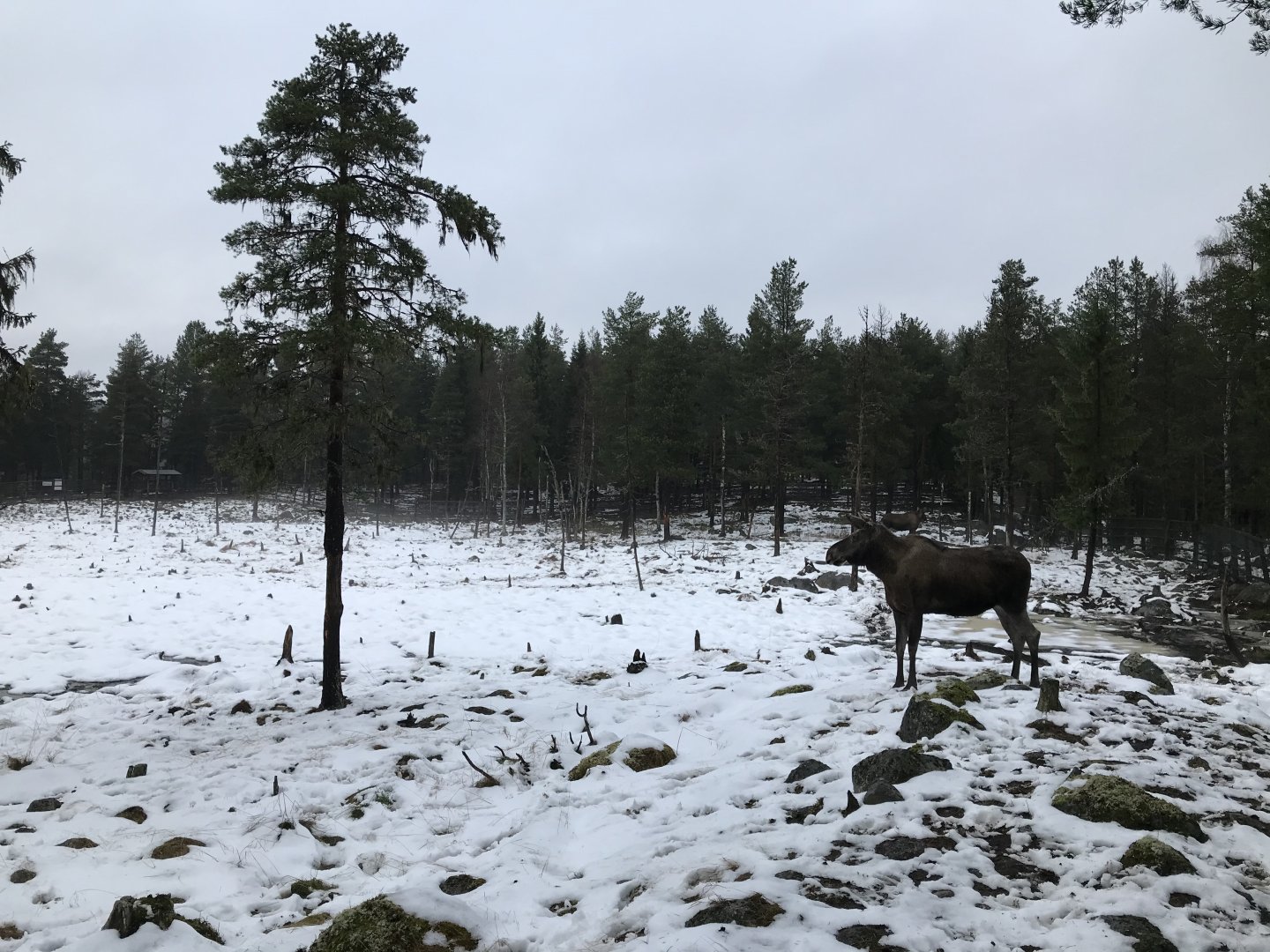 Elk
