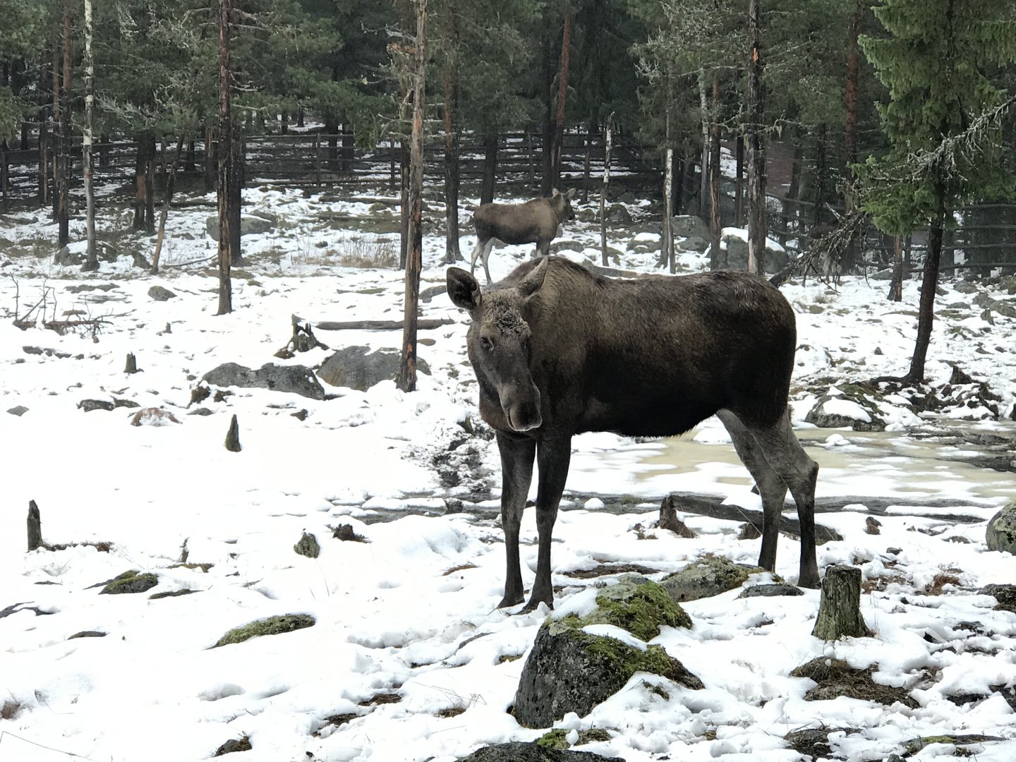 Elk