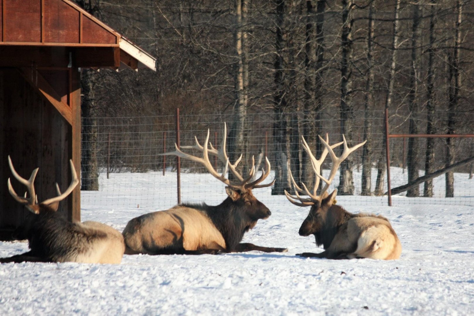 Elk
