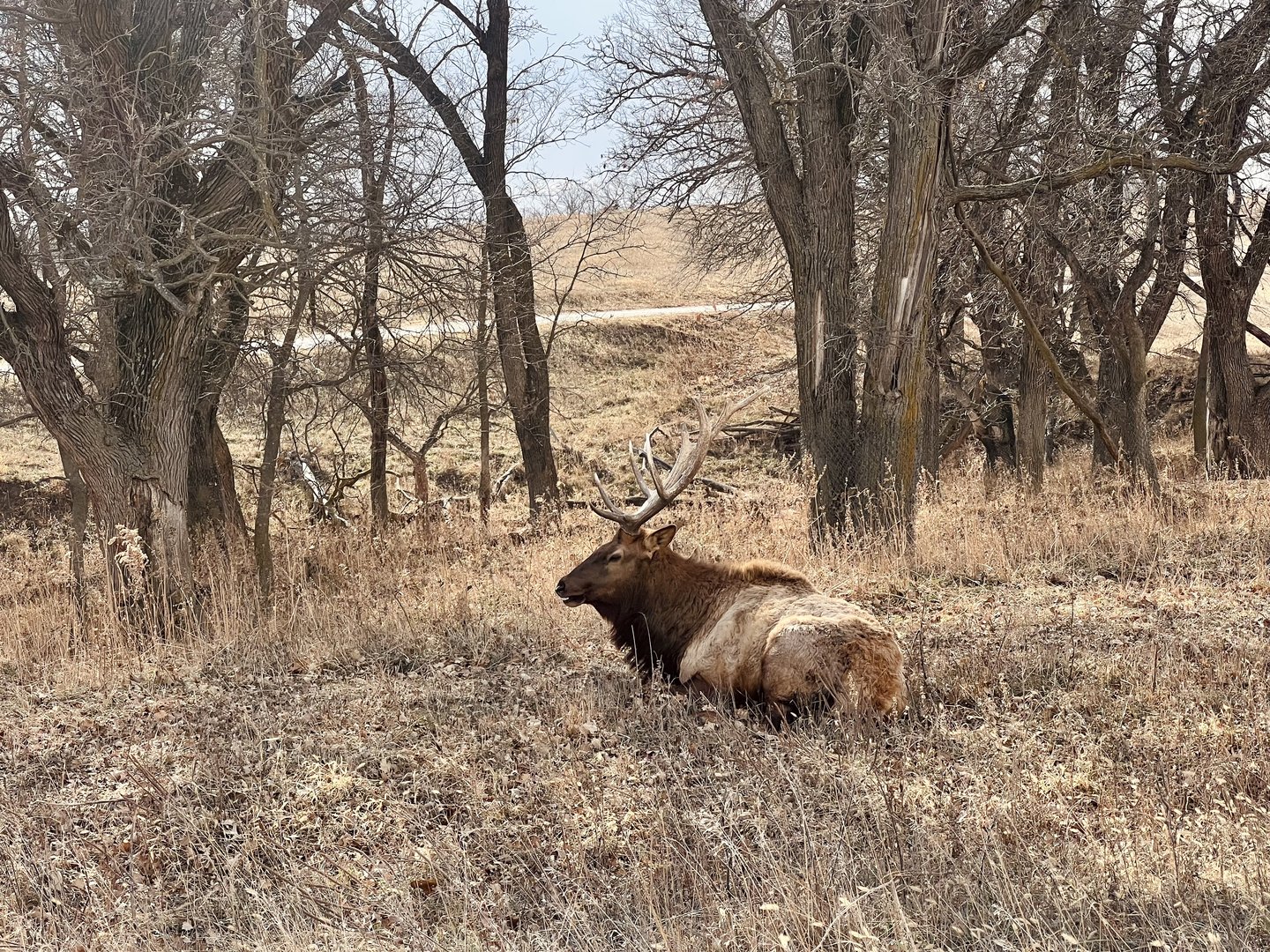 Elk