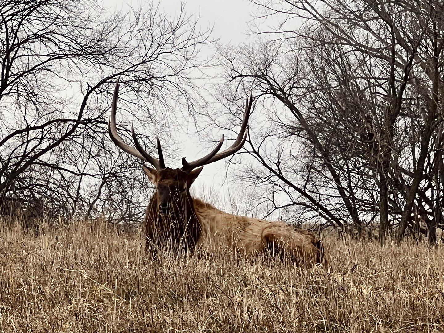 Elk