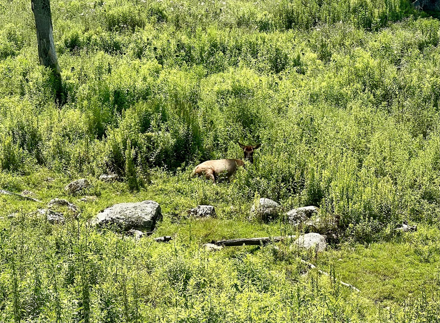 Elk