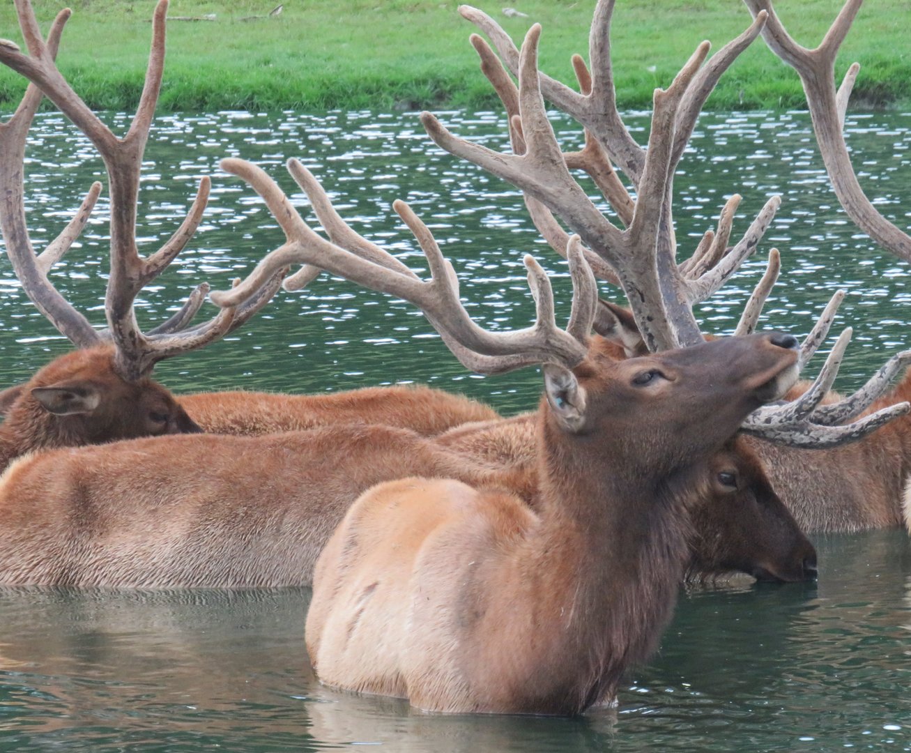 Elk