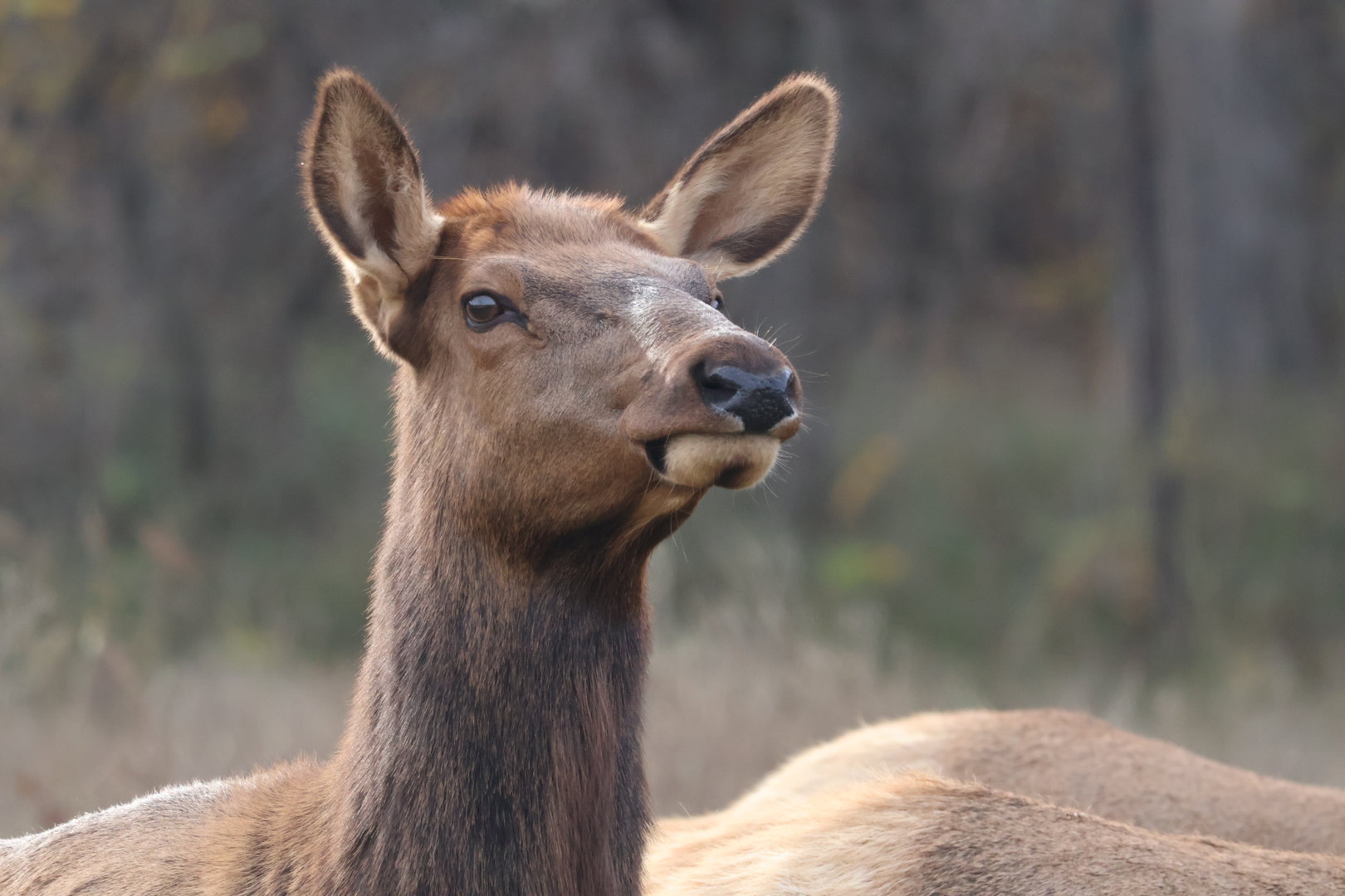 Elk