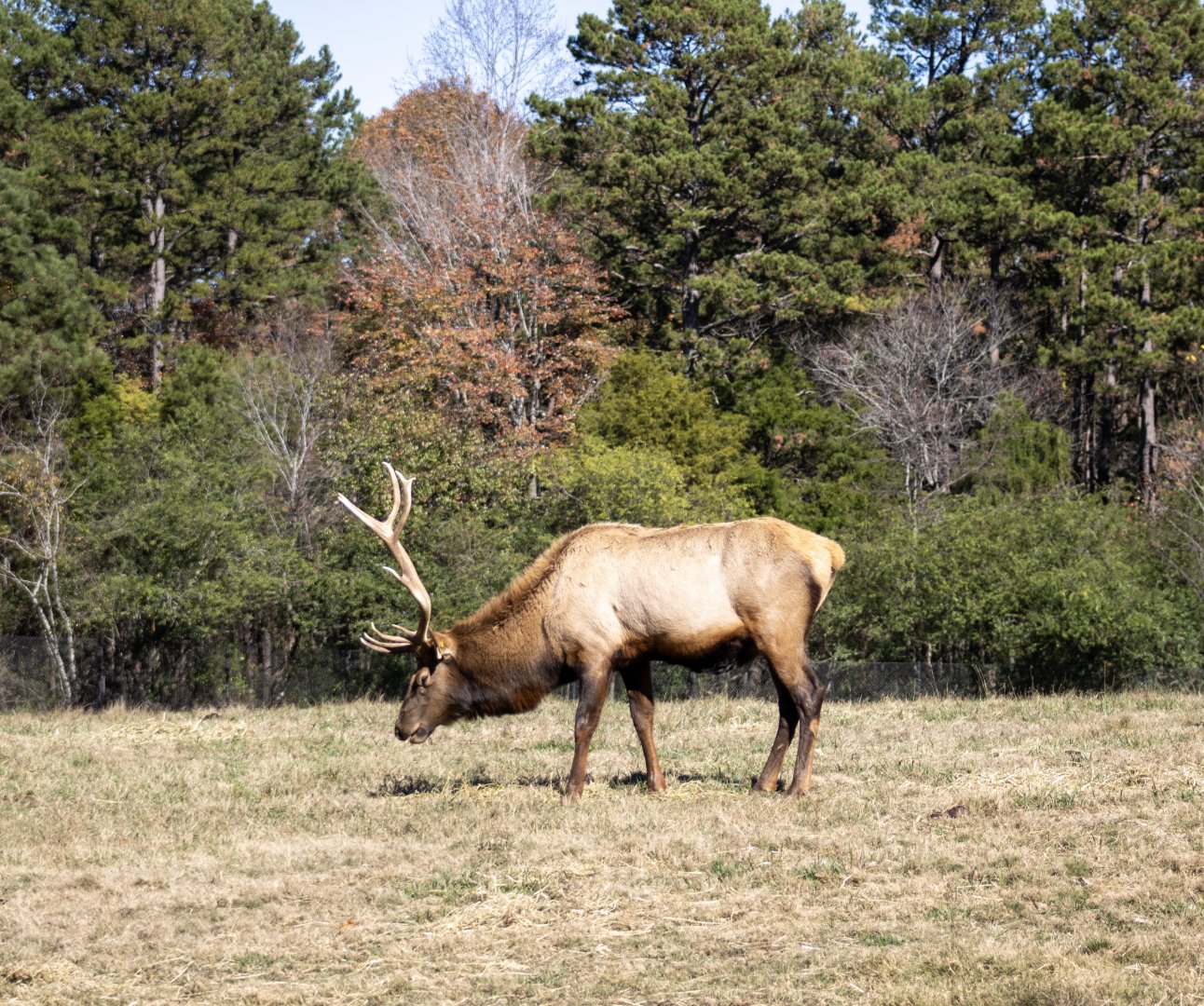 Elk