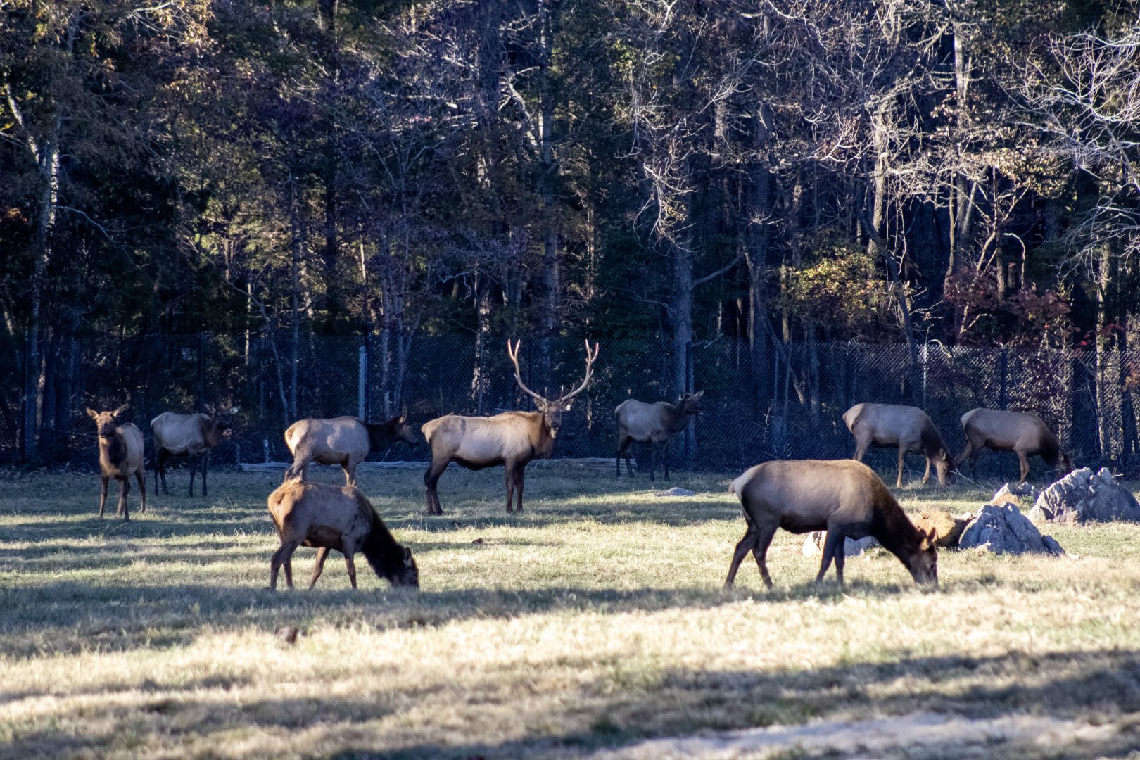 Elk