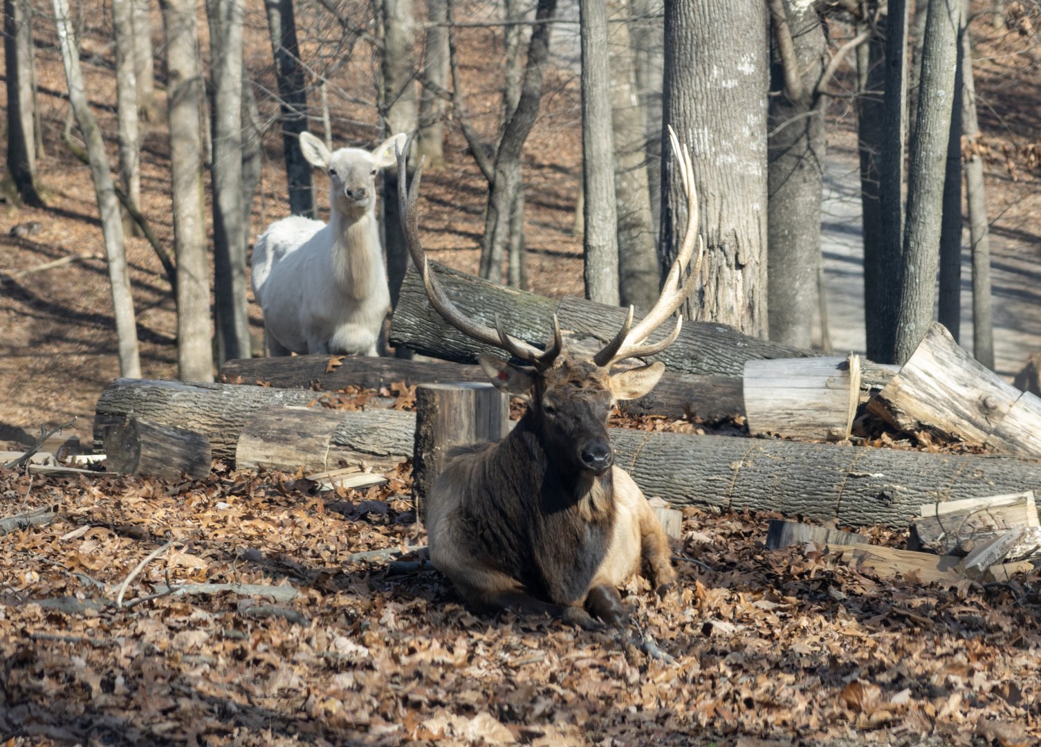Elk